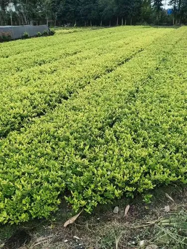 网球拍手柄硅胶套怎么安装